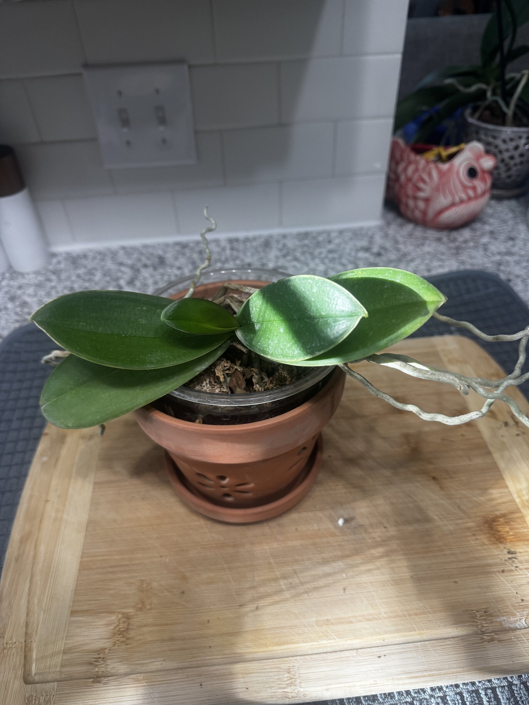 Phal McCartney — 2026-08-02 — Weekly Update