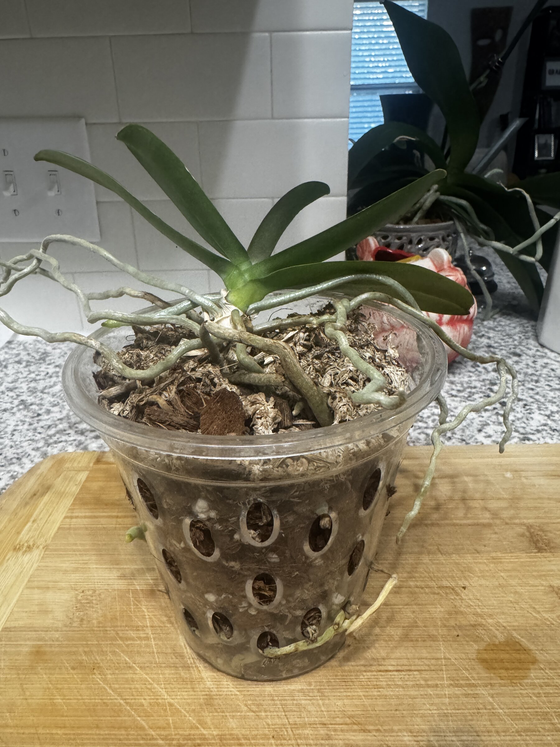 Phal McCartney — 2026-08-09 — Weekly Update