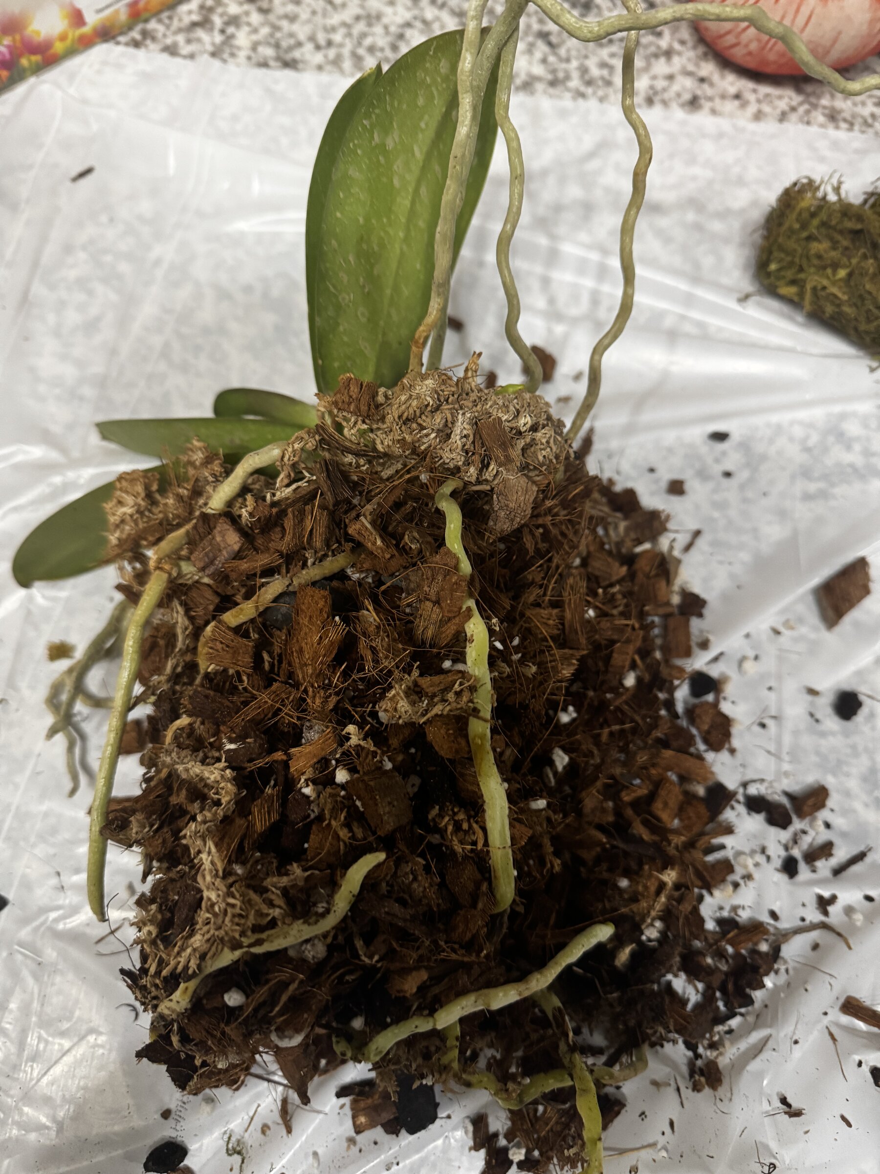 Phal McCartney — 2026-08-09 — Weekly Update