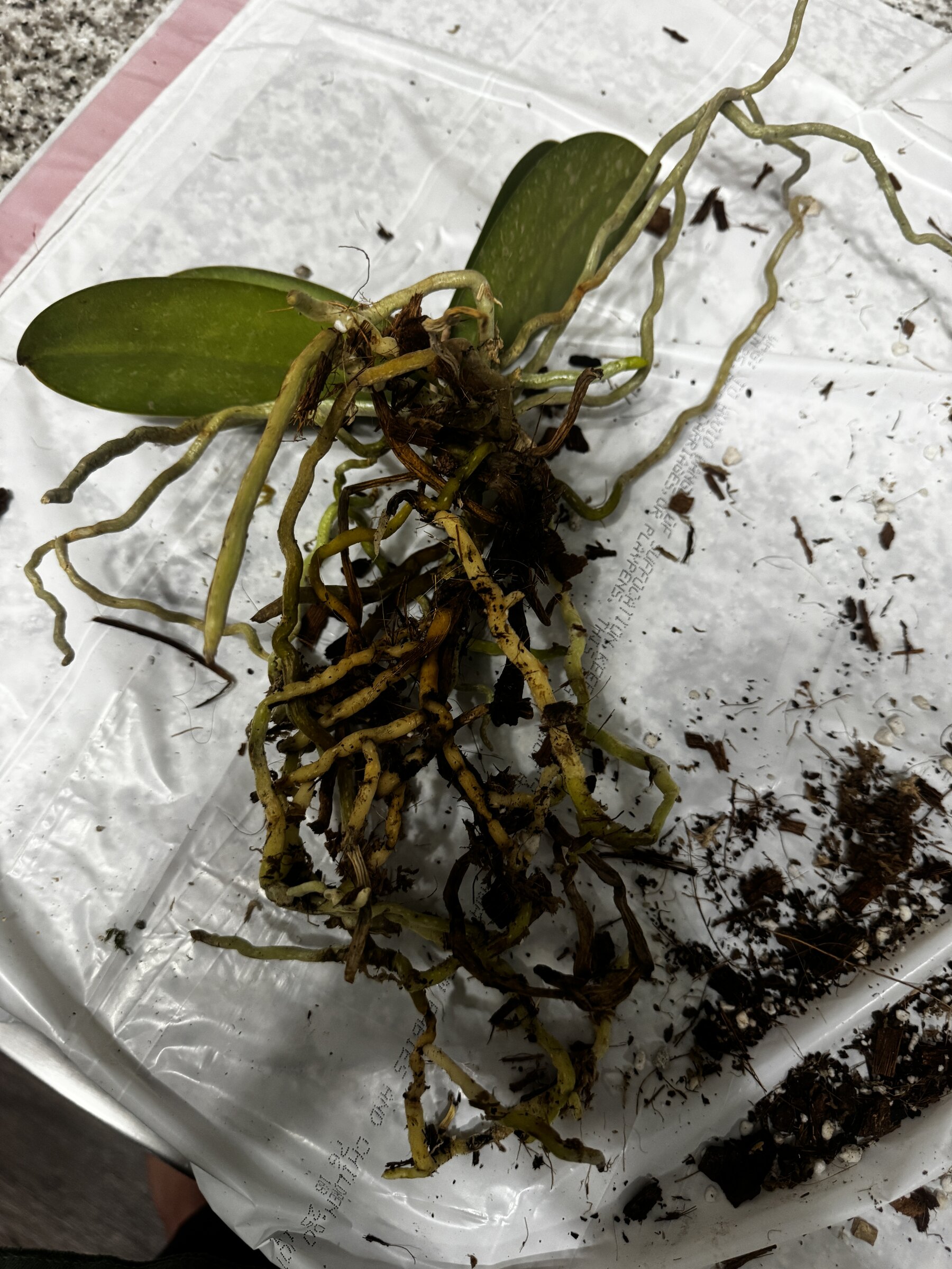 Phal McCartney — 2026-08-09 — Weekly Update