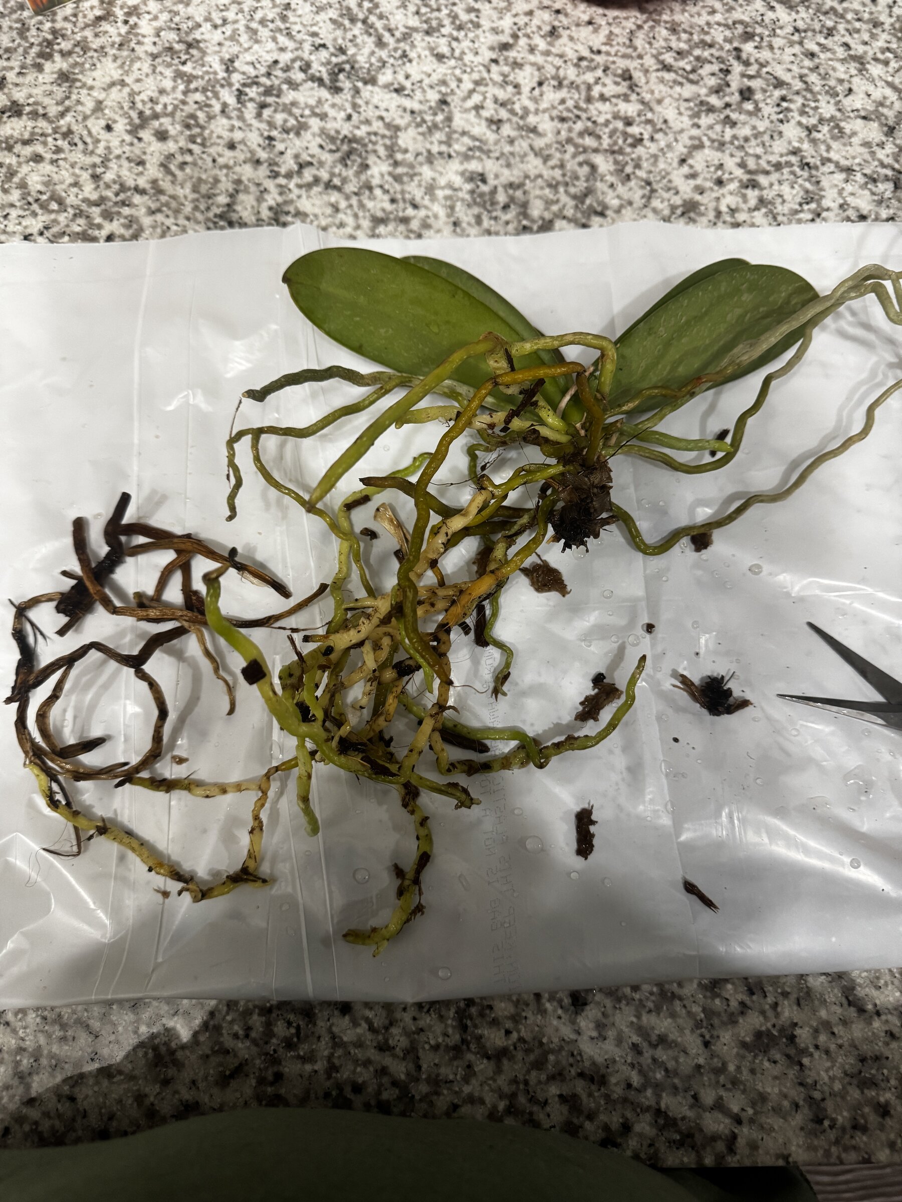 Phal McCartney — 2026-08-09 — Weekly Update