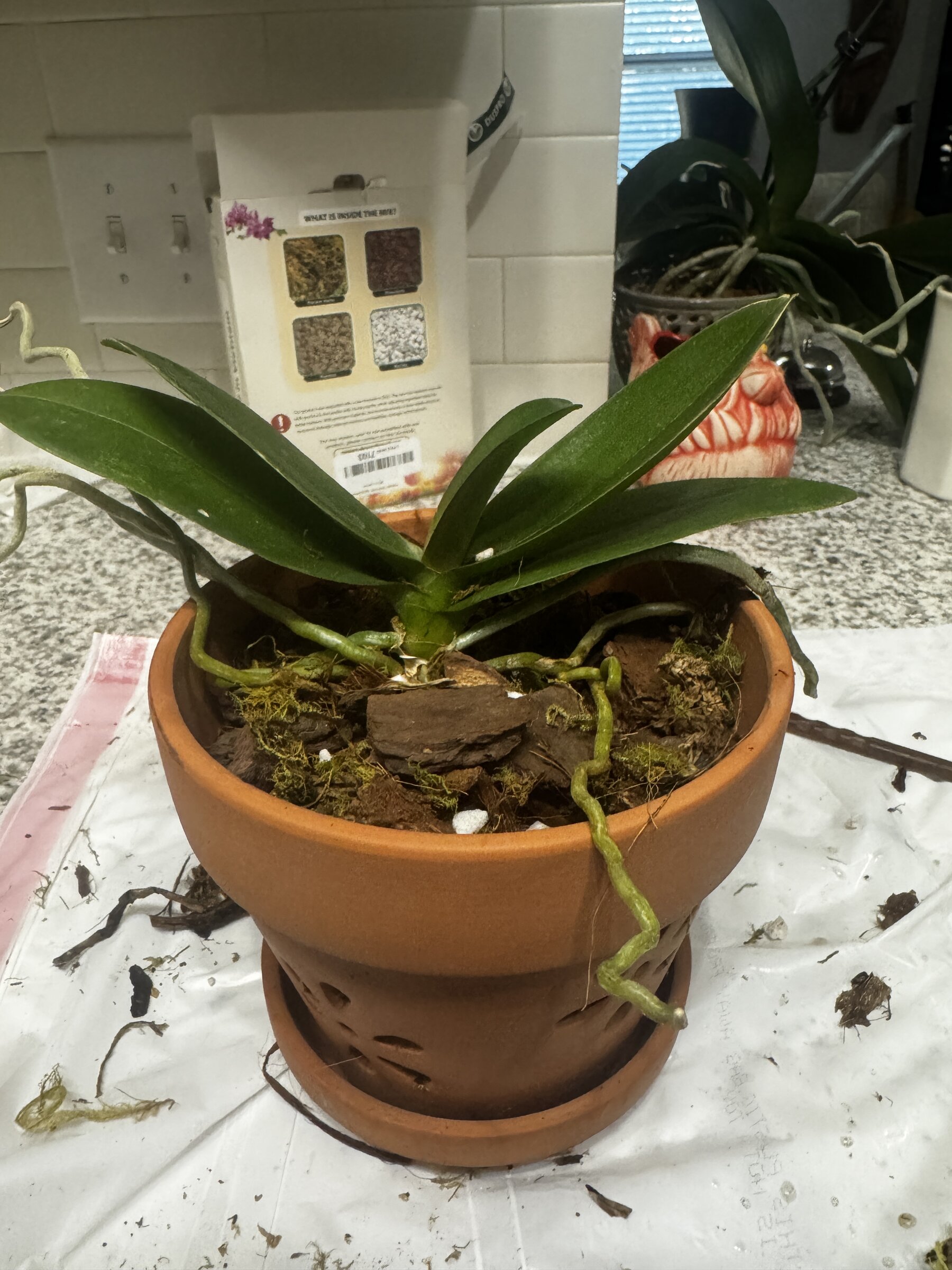 Phal McCartney — 2026-08-09 — Weekly Update