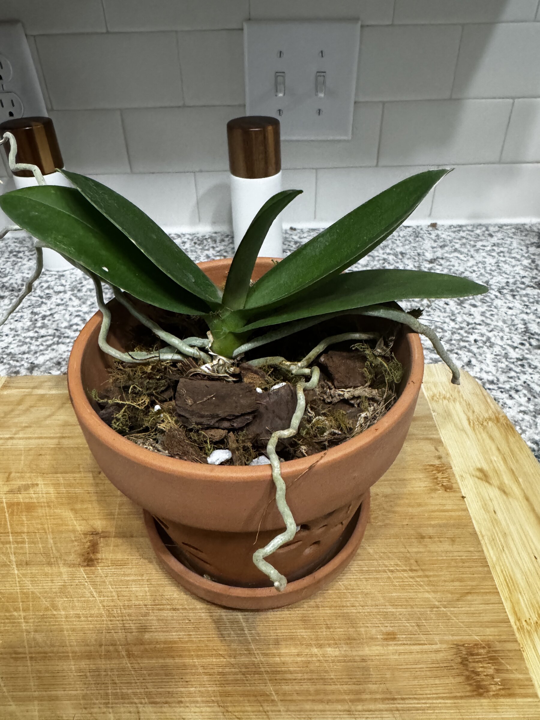 Phal McCartney — 2026-08-18 — Weekly Update