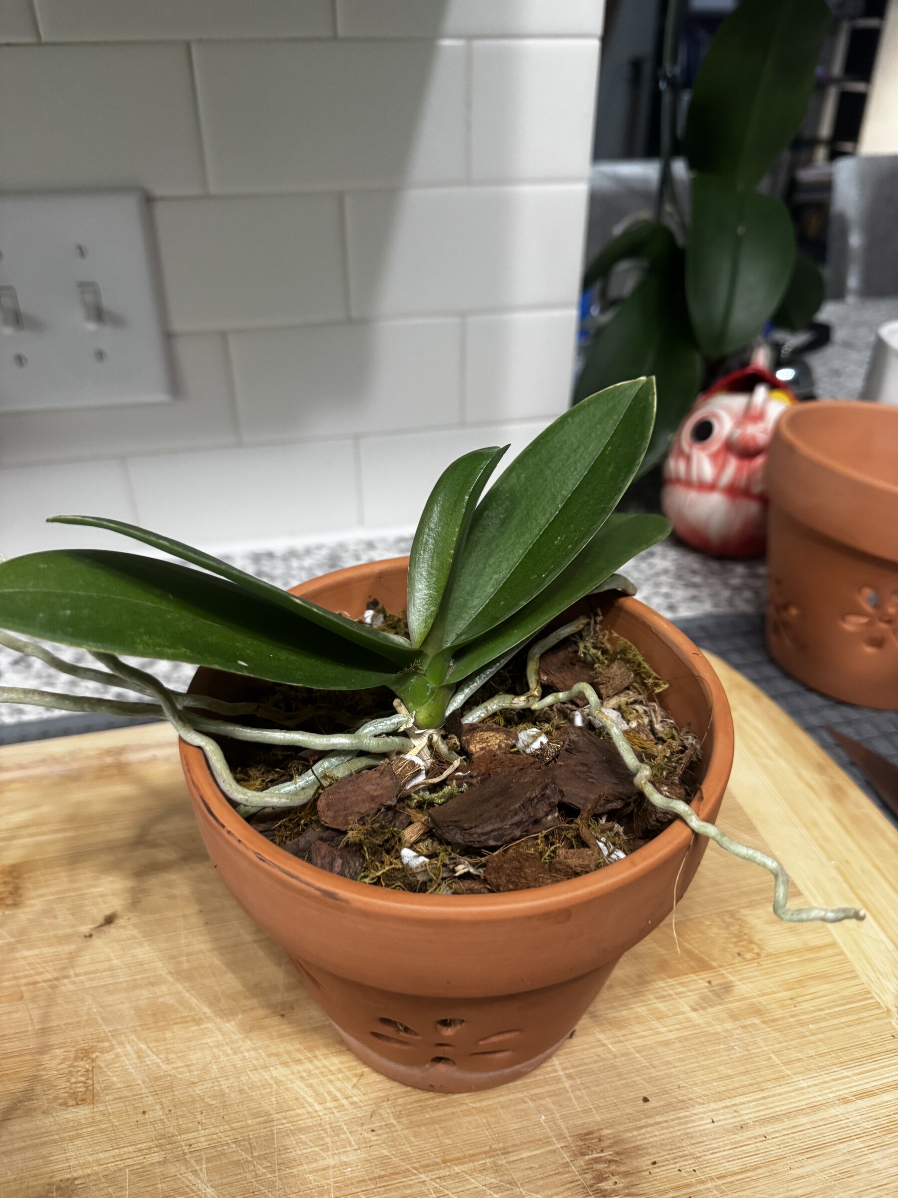 Phal McCartney — 2026-08-23 — Weekly Update