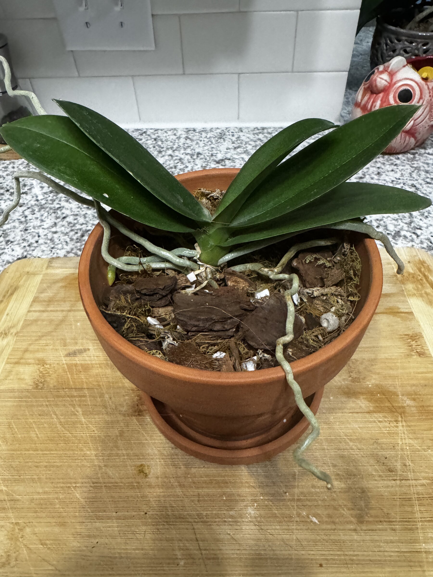 Phal McCartney — 2026-09-07 — Weekly Update