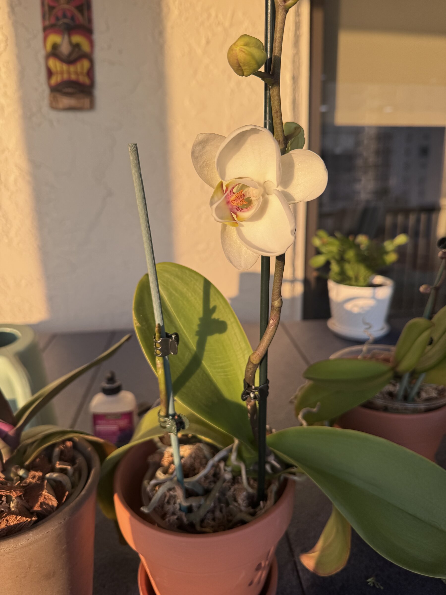 Revolution orchid
