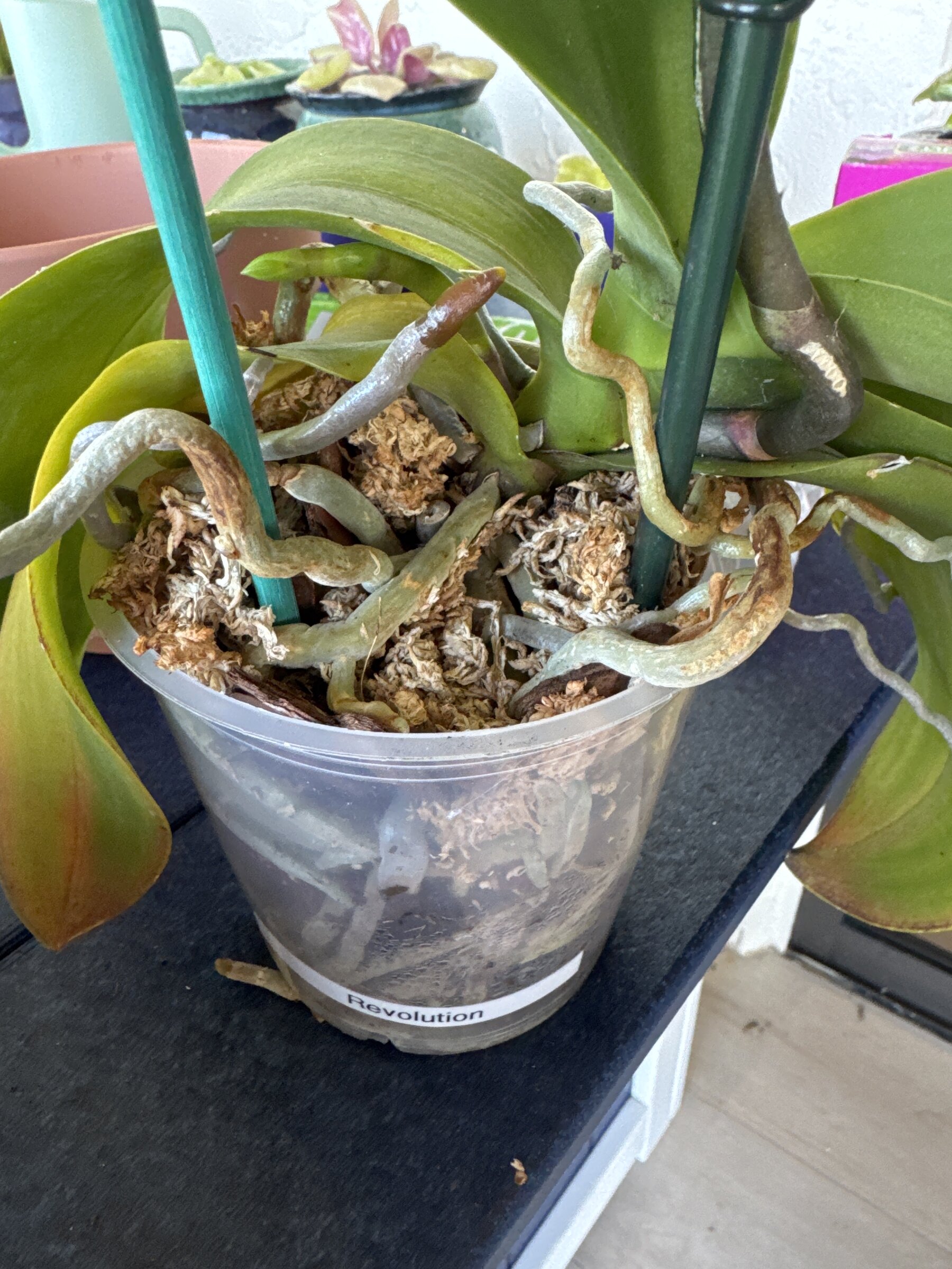 Revolution — 2026-01-10 — Root-System Check