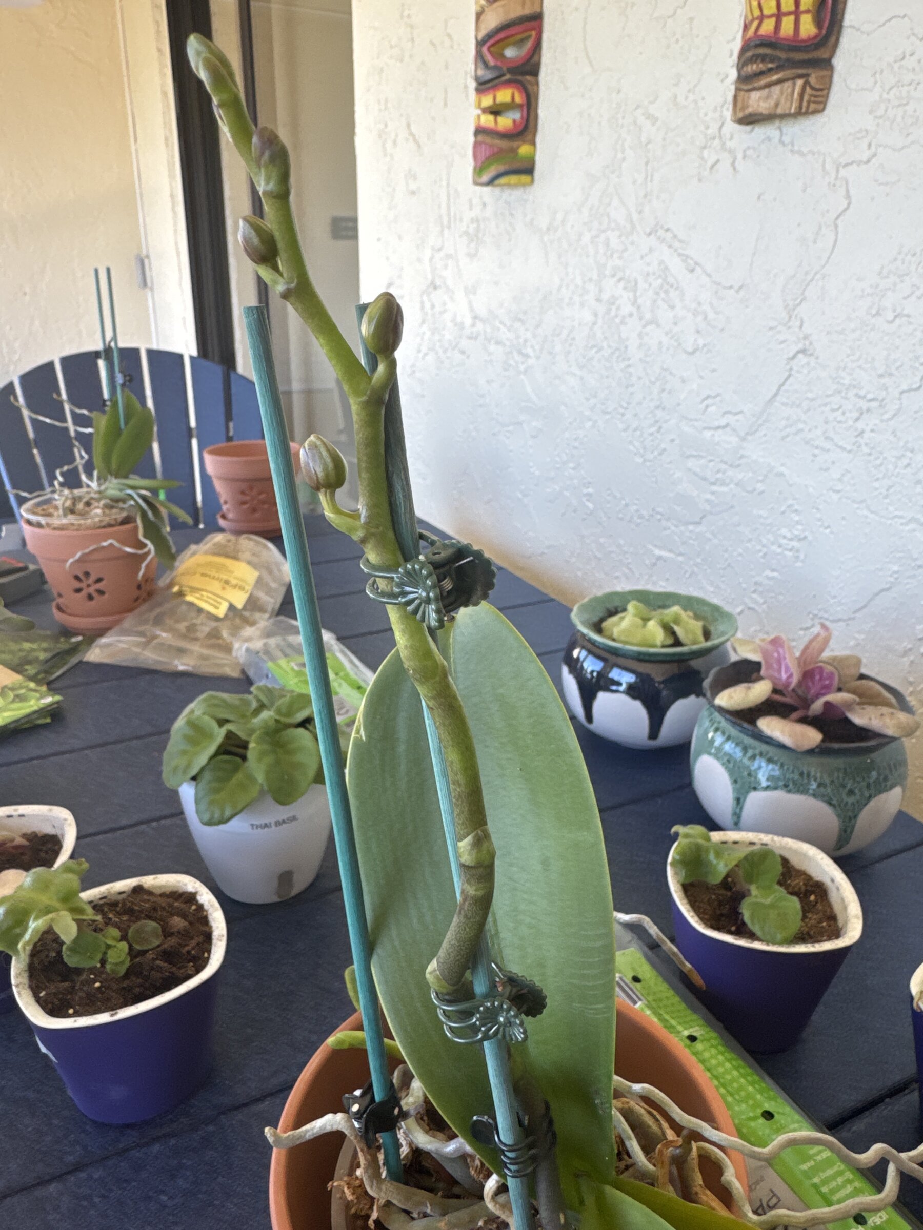 Revolution — 2026-01-16 — Bud Development