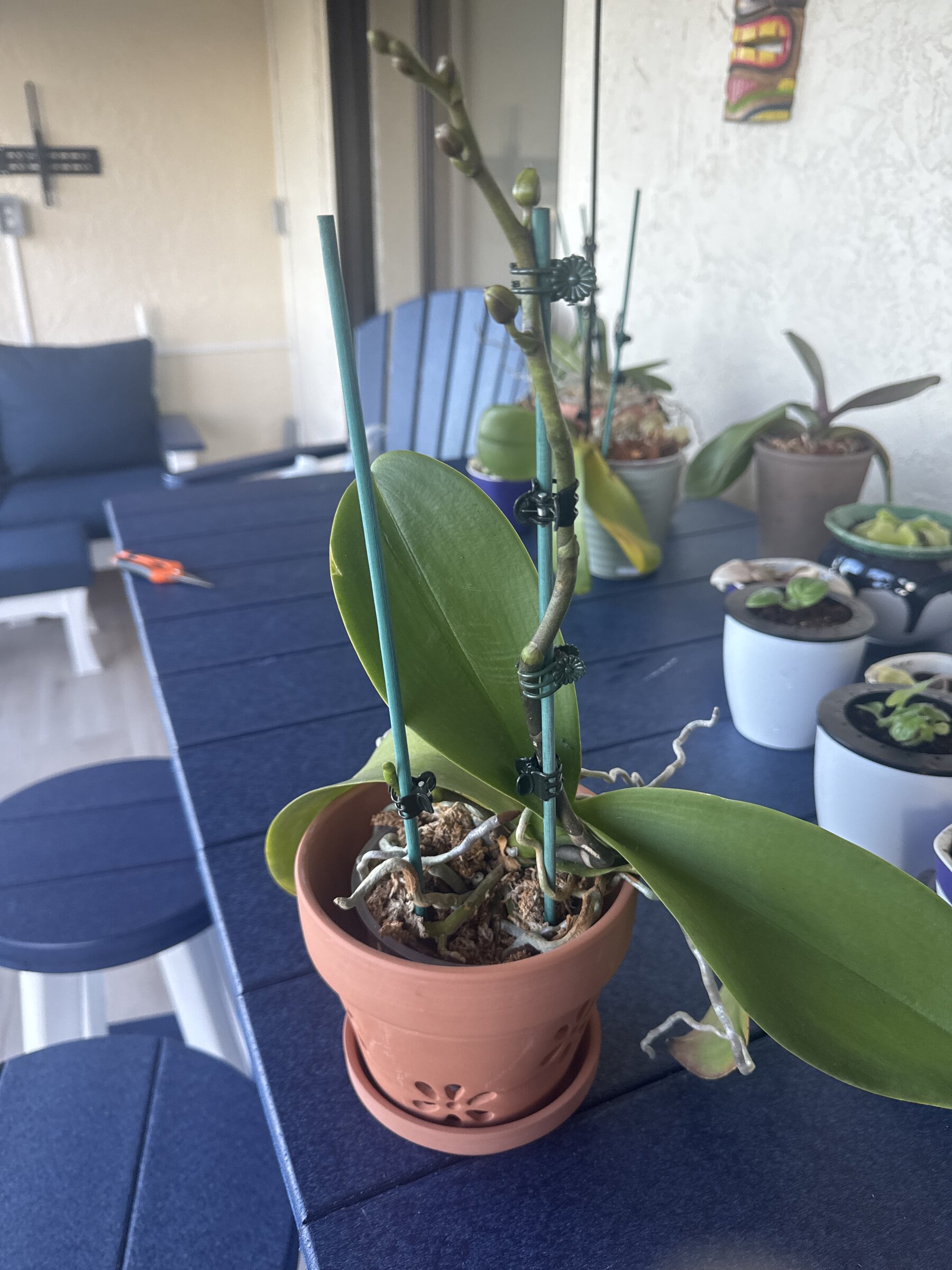 Revolution — 2026-01-21 — Spikes Making Progress