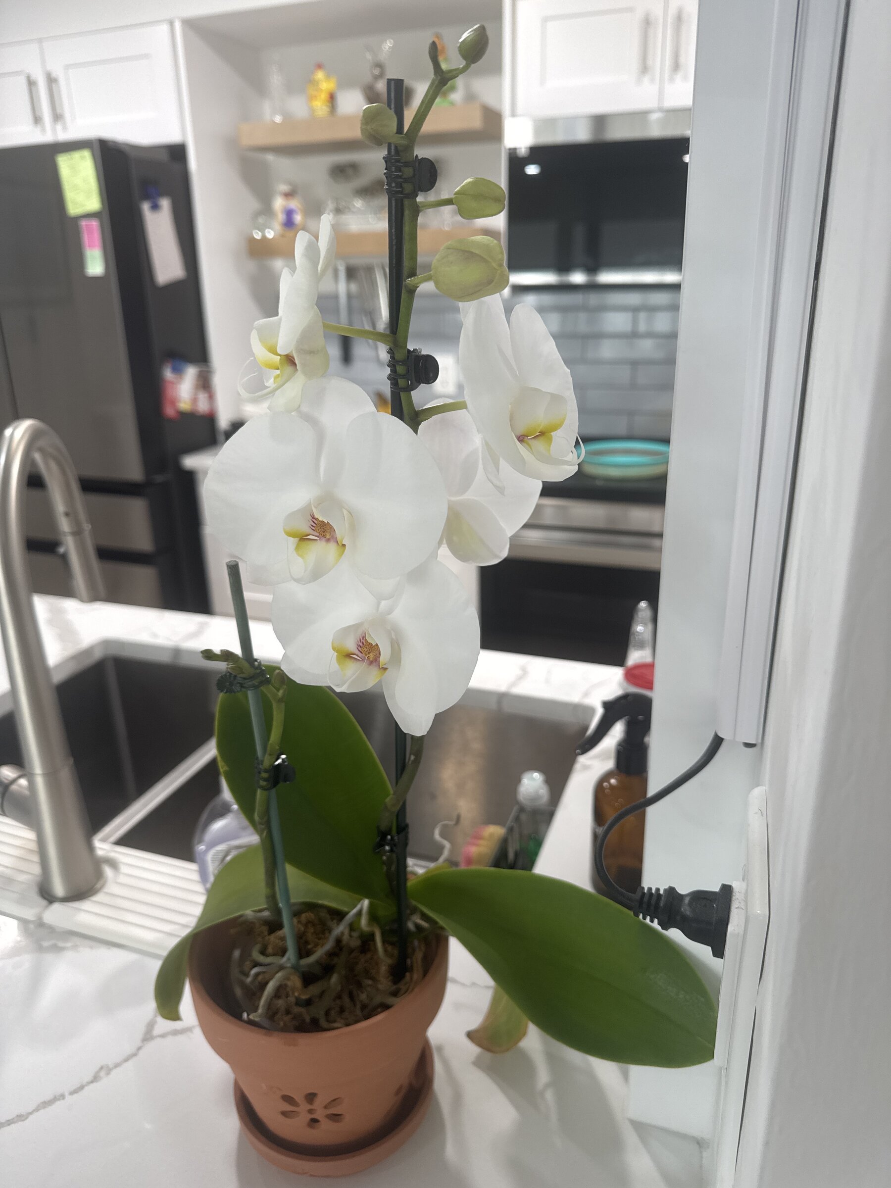 Revolution — 2026-02-28 — Nearly Full Bloom