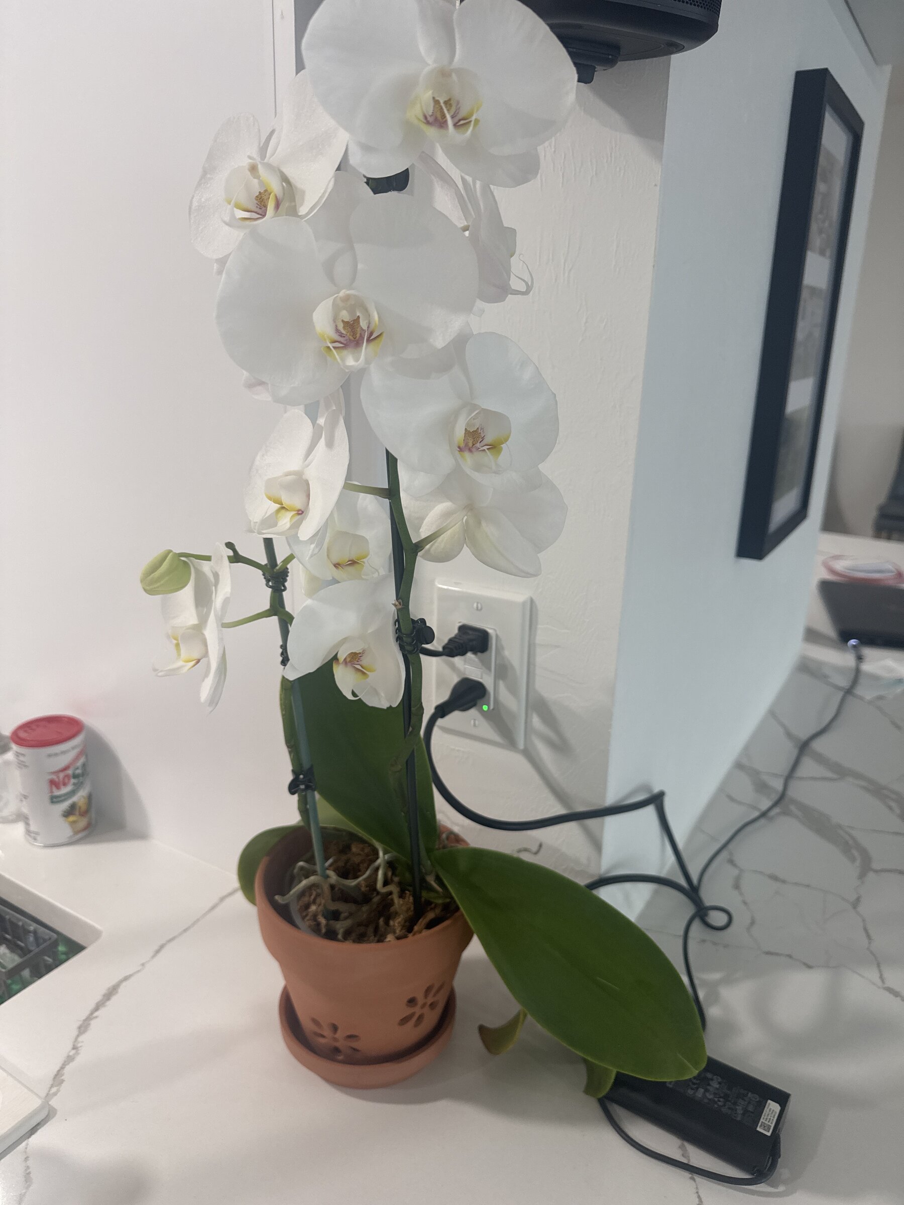 Revolution — 2026-03-29 — Still Blooming Strong