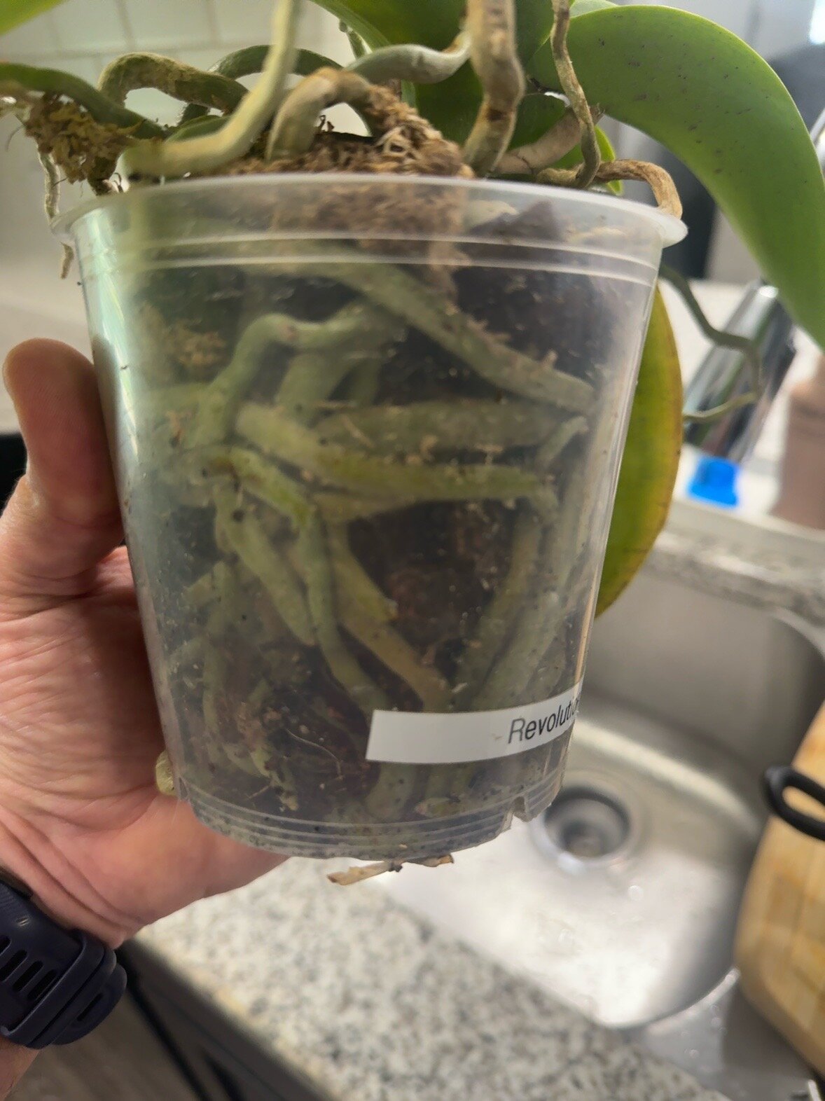 Revolution — 2026-06-13 — Repot Day