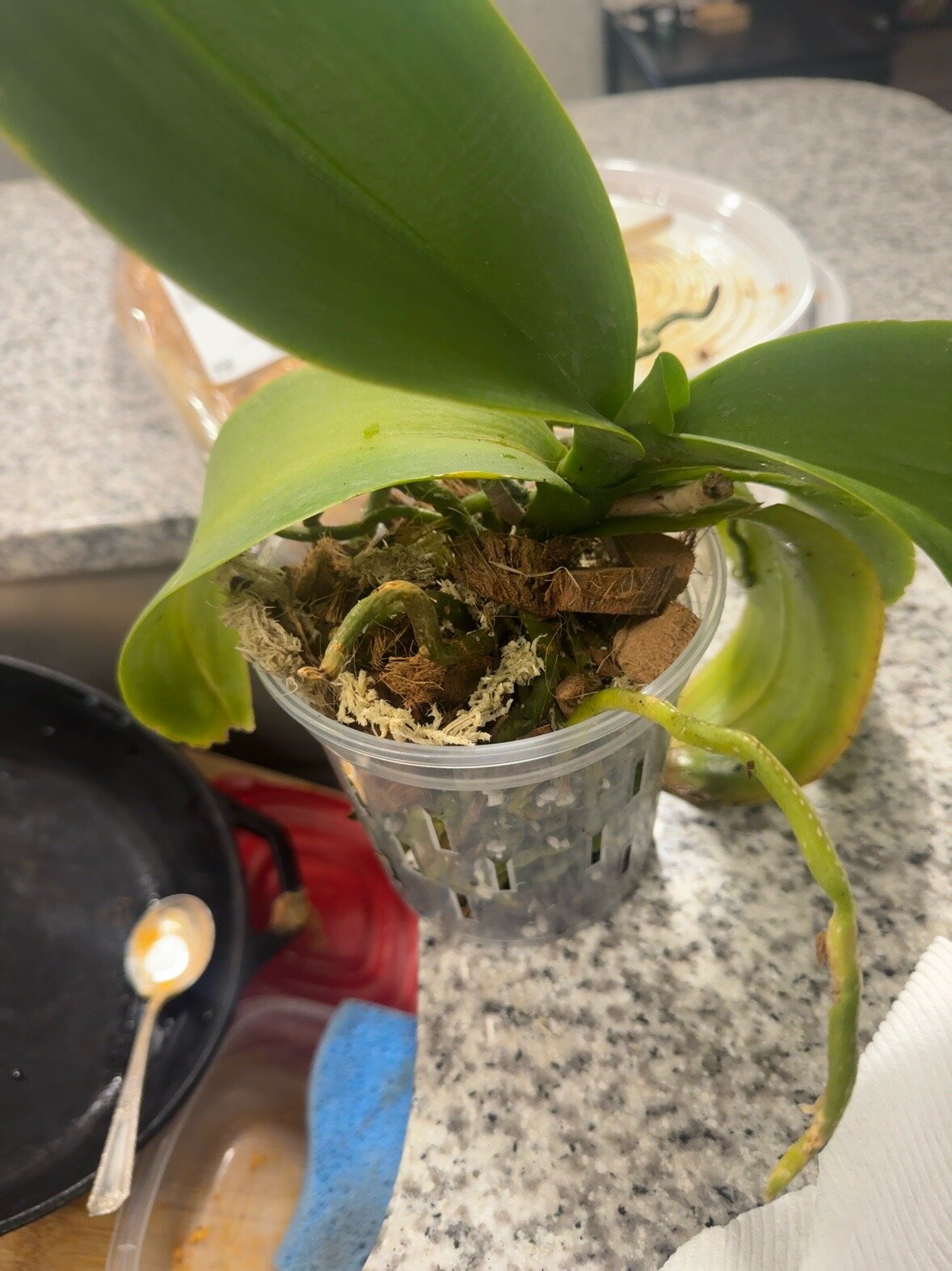Revolution — 2026-06-13 — Repot Day