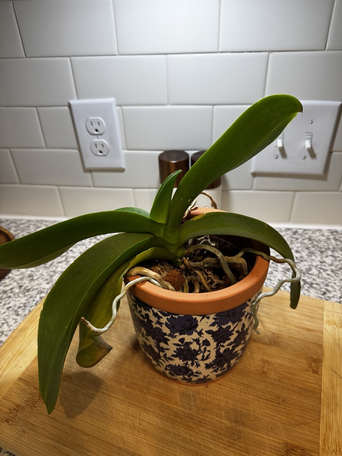 Revolution — 2026-07-12 — New Leaf Growth