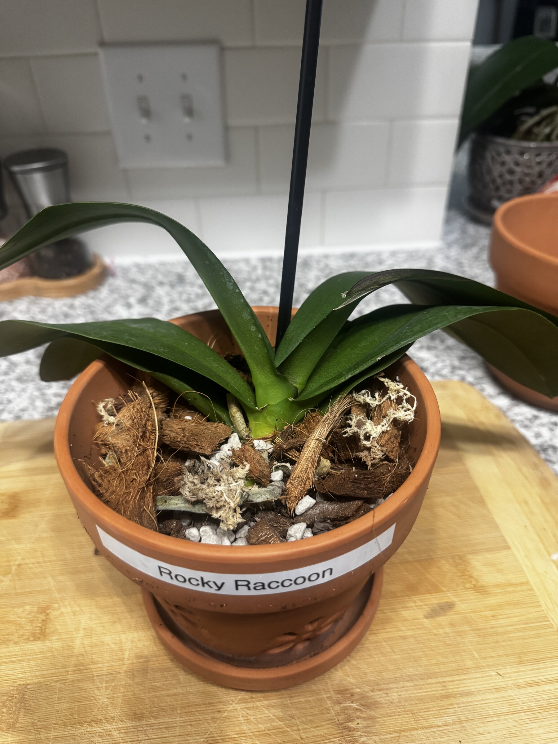 Rocky Raccoon orchid