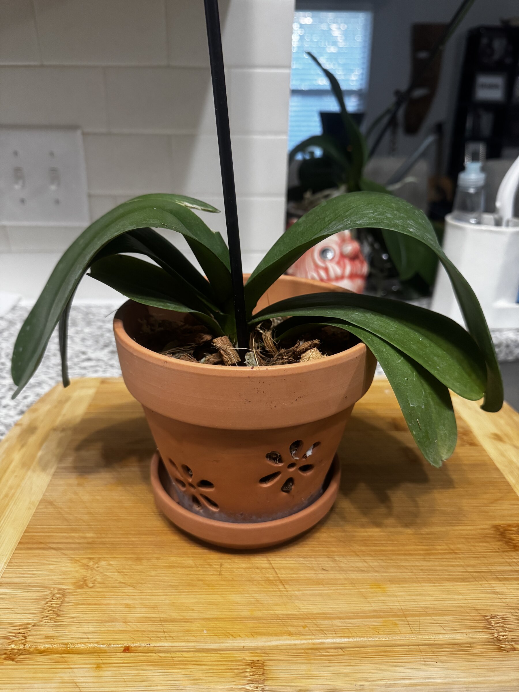 Rocky Raccoon — 2026-08-09 — Weekly Update