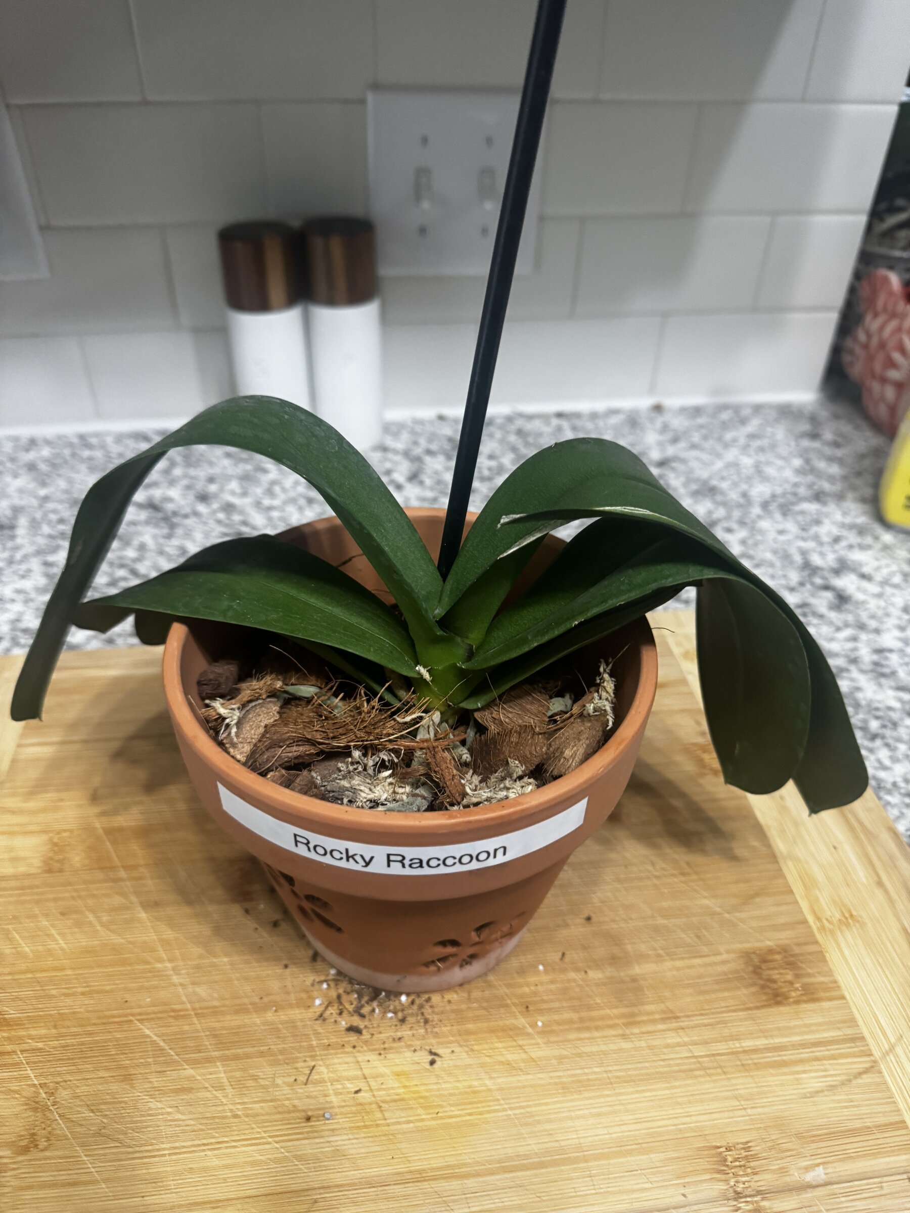 Rocky Raccoon — 2026-08-18 — Weekly Update