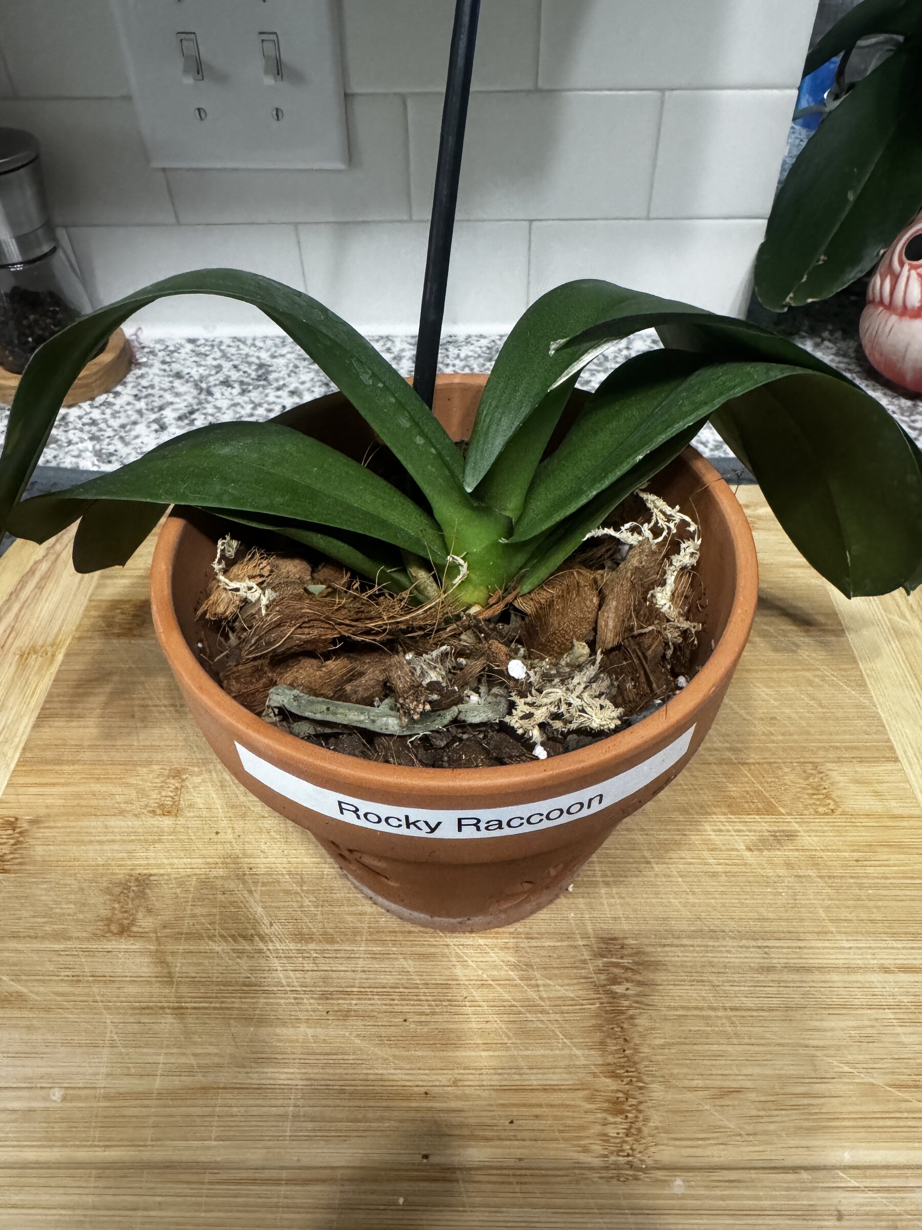 Rocky Raccoon — 2026-08-23 — Weekly Update