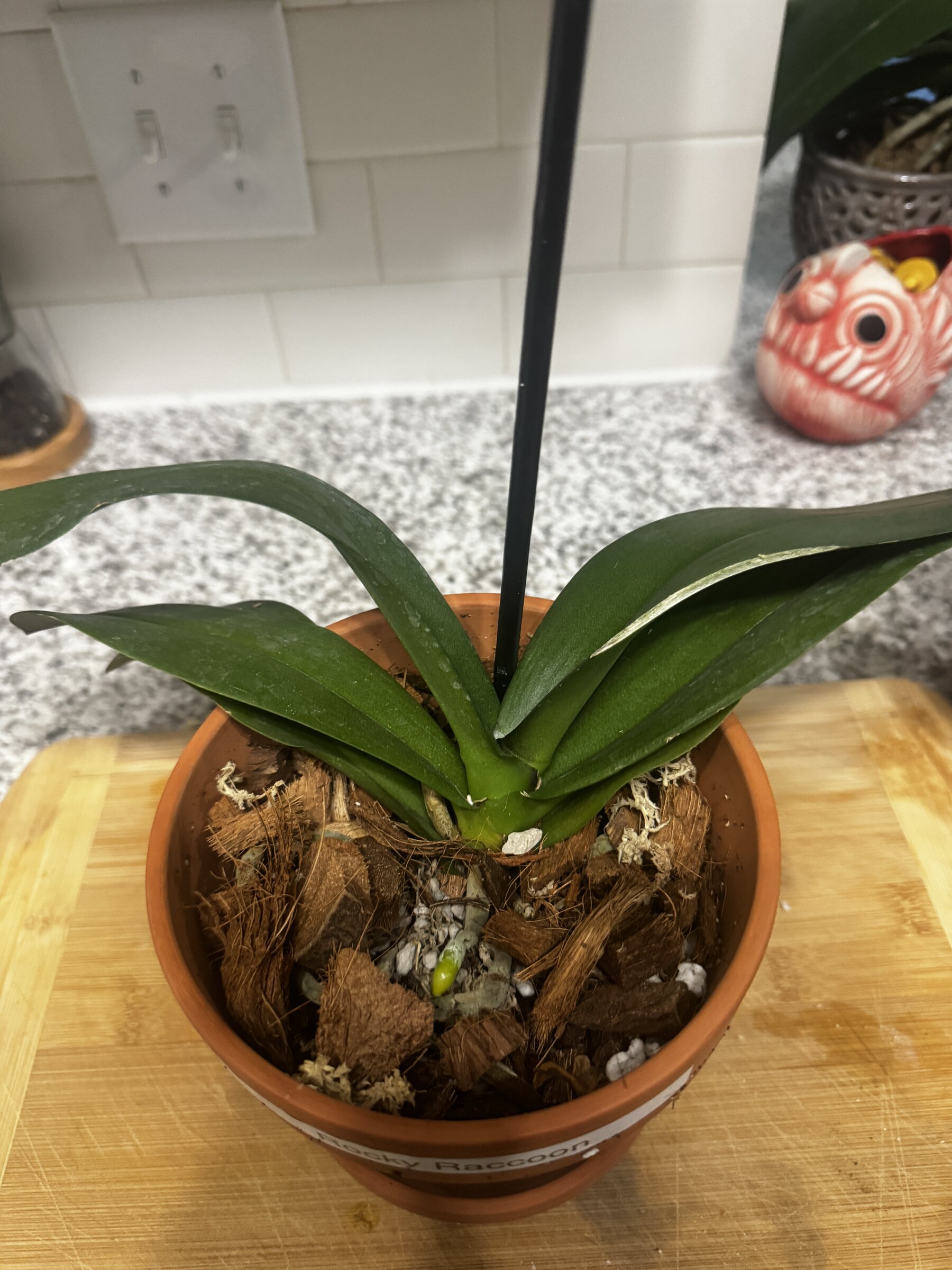 Rocky Raccoon — 2026-09-07 — Weekly Update