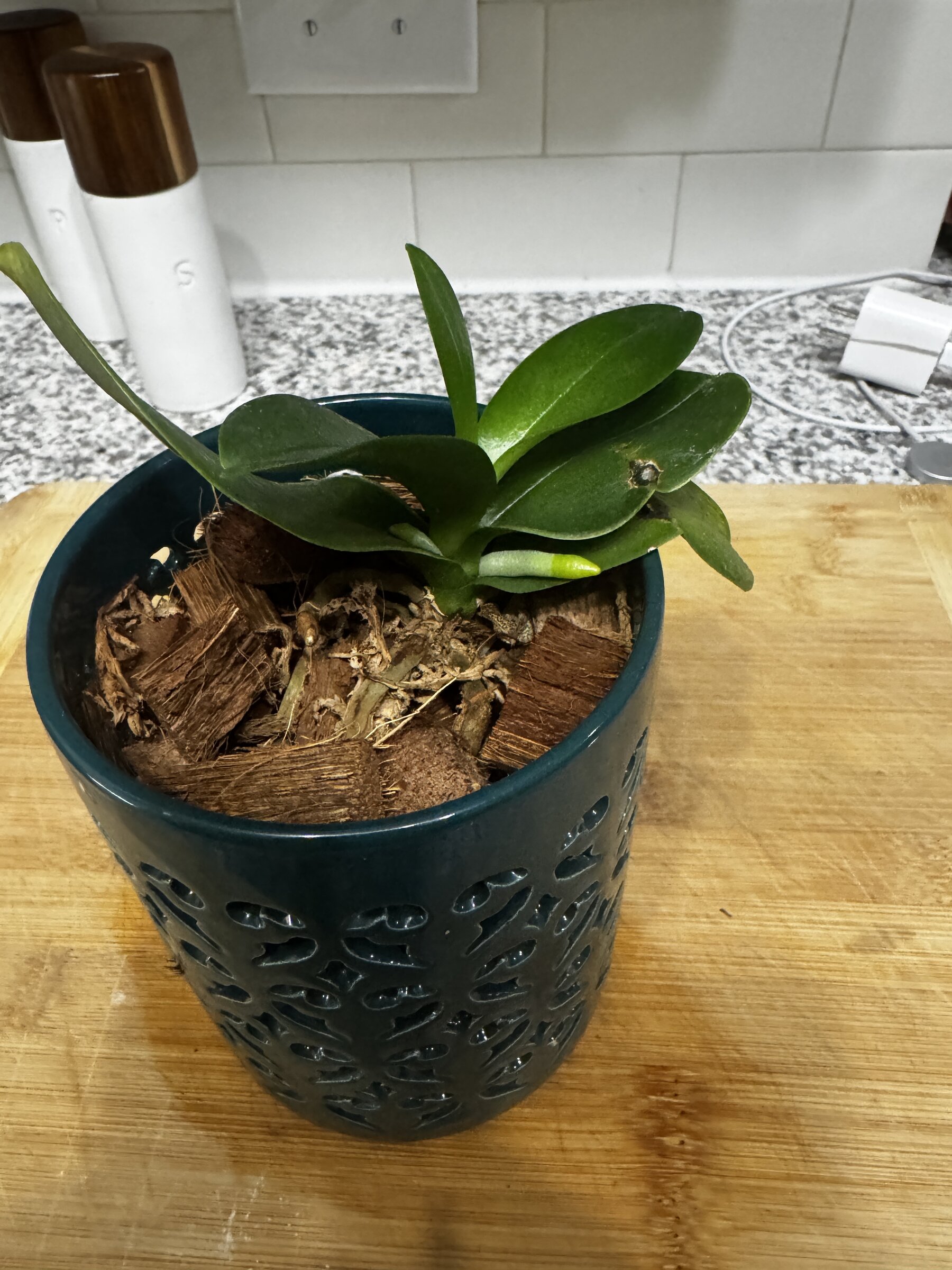 Something orchid