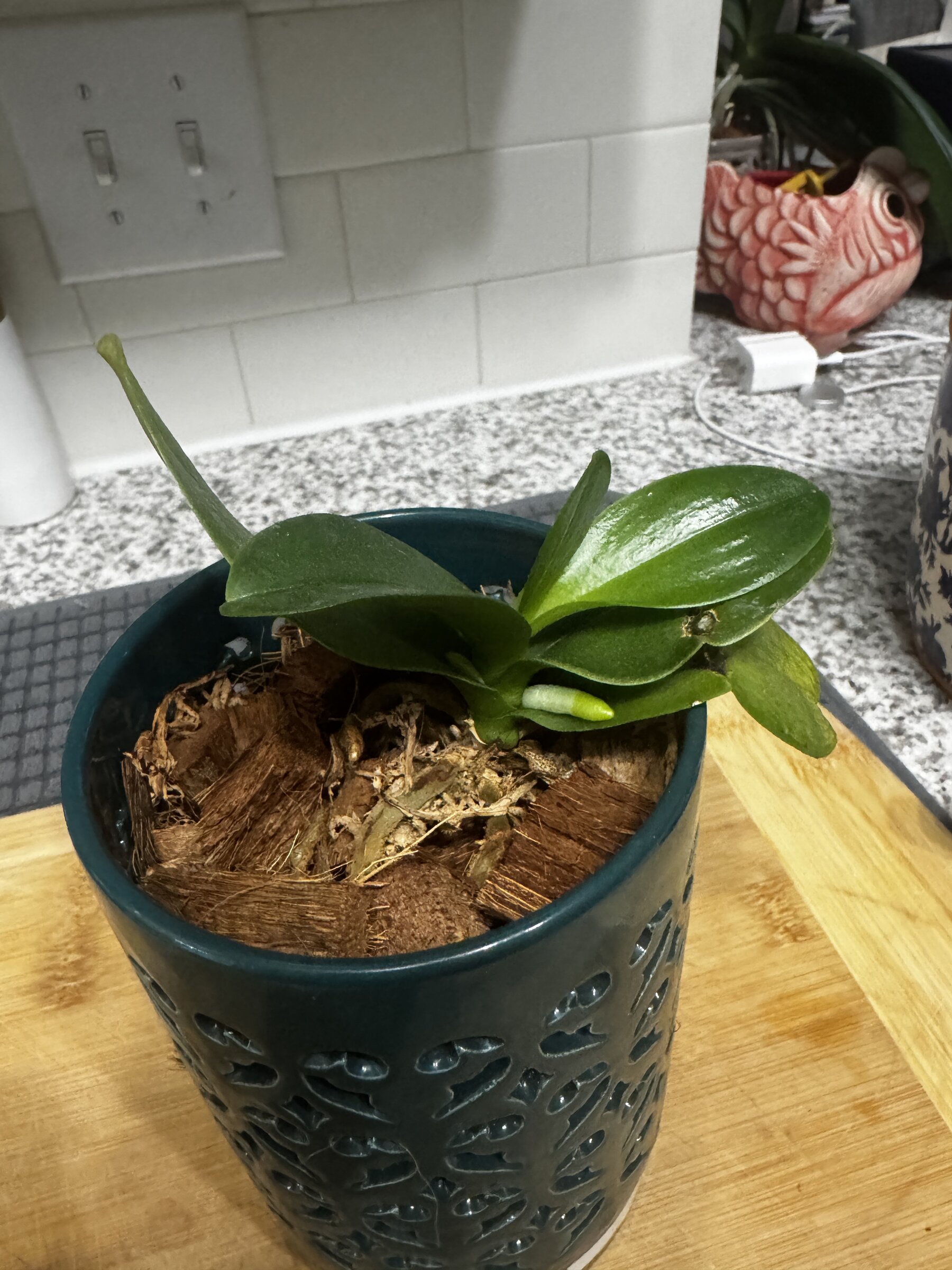 Something — 2026-07-19 — Steady Growth Wins
